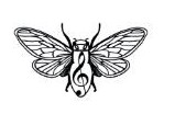 Cicadis